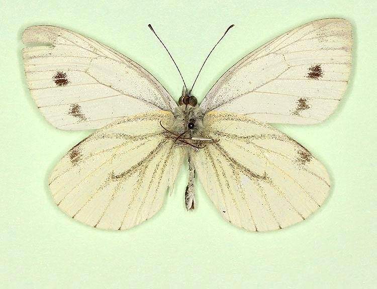 Pieris napi male (aberrant form deficiens, verso) (Internet Image property of respective owner, non-commercial use only)